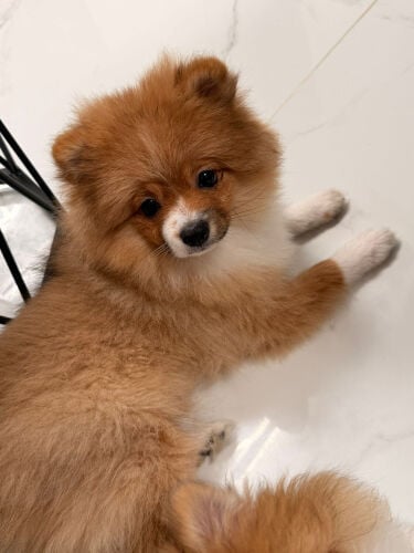 Pomeranian female for sale