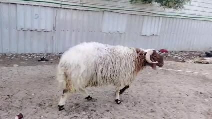 للبيع خروف سوري طيب