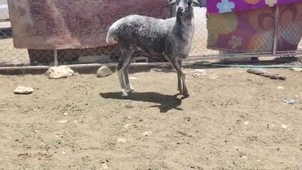 للبيع شاه بربريه بيرشن طيبه