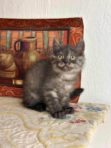 British tabby shorthair 