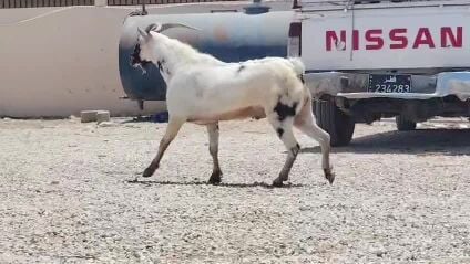 للبيع تيس عماني جيشي طيبه