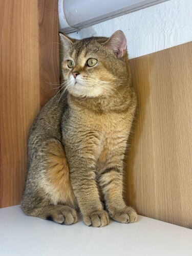golden tabby British Shorthair