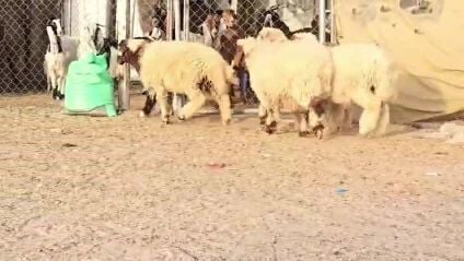 للبيع طليان طيبه سمان وصحتهم زينه
