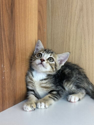 scottish straight tabby 