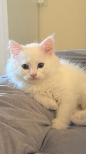 shirazi cute kitten 