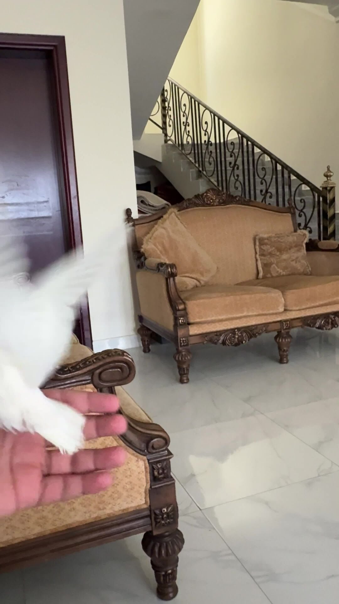 روز   البينو هدد  