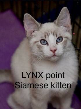 lynx point Siamese 