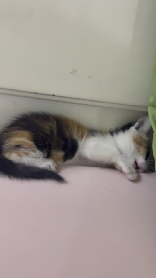 small kitten for adoption 