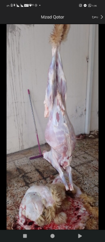 قصاب الخرفان والماعز