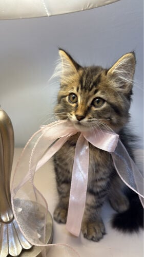 Adroable kitten for adoption