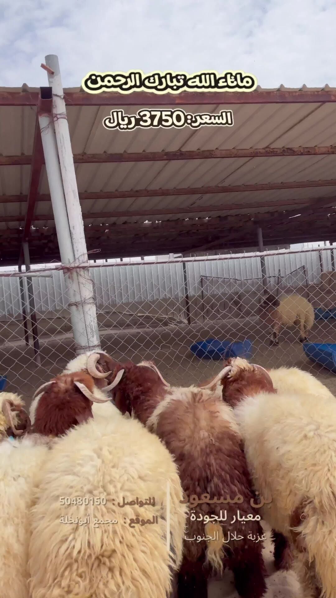 اضاحي انتاج عزبة فاخرة