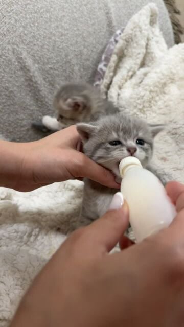 kitten for sale 