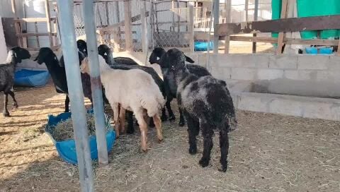 شوهات عرب طيبه