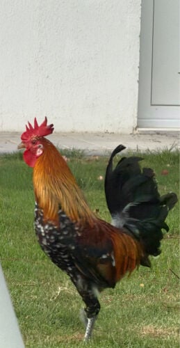 ديك فاخر