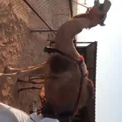 خلفه تحتها قعود وطيبه 