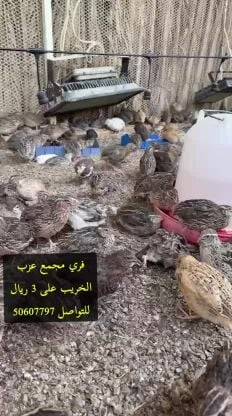 فري