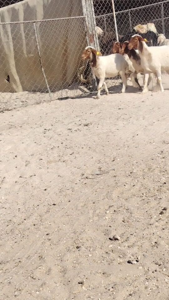 رخال جذاع طيبه