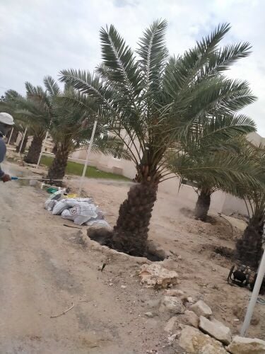تقوم بعمل رش الحدائق