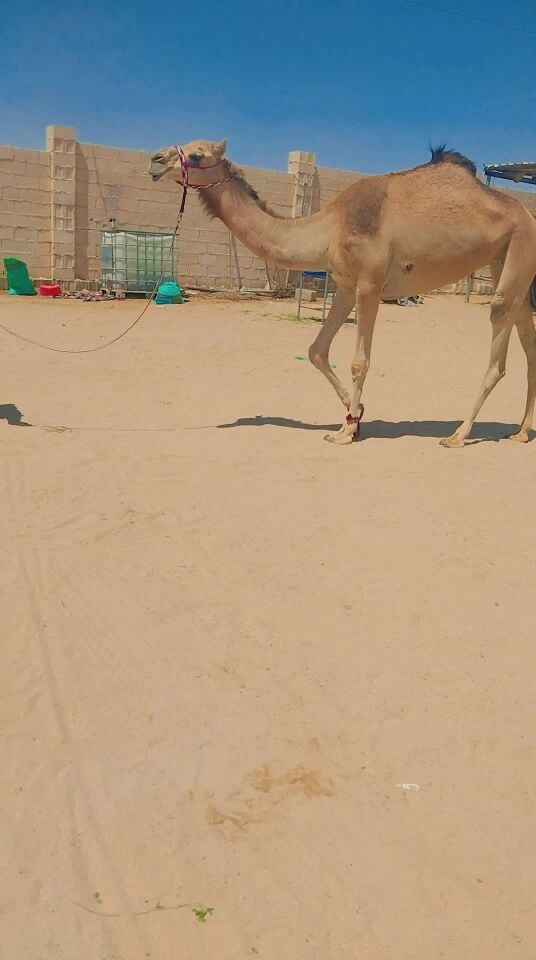 عجم