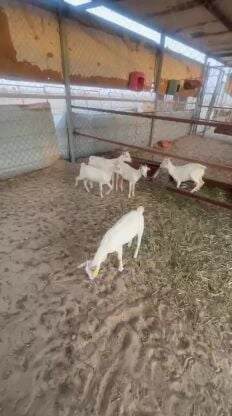 تيوس عمانيه سمان طيبه