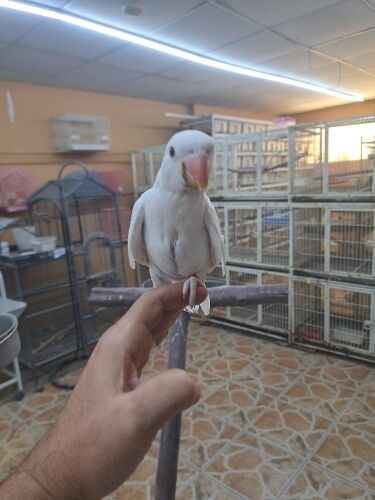 دره ابيض فرخ