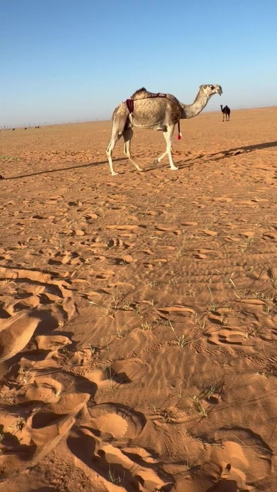 البيع 