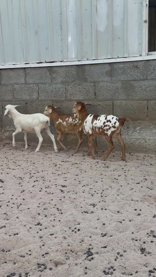 طليان بربر 
