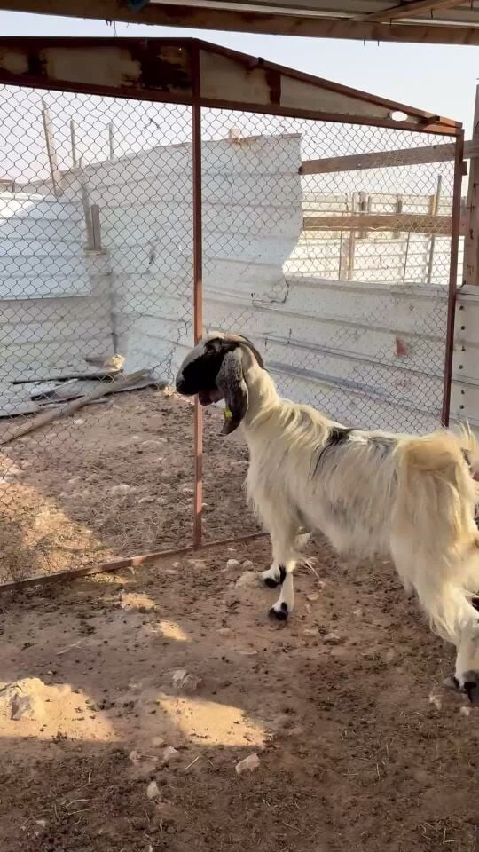 لبيع عنز عارضيه حقبه طيب 