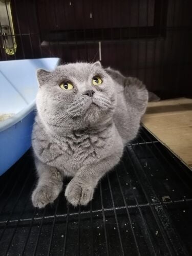 Britishshorthair&Persianlonghair