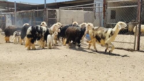 للبيع شوهات نجد طيبه