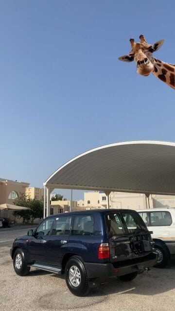 تويوتا