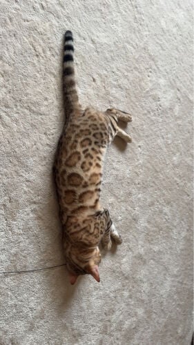 bengal cat