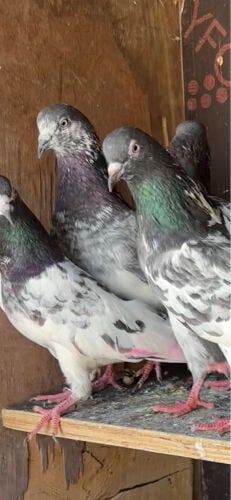 high flyer birds 