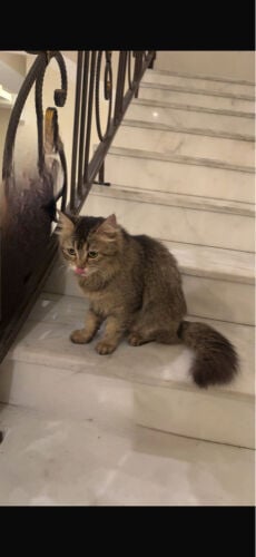 للتبني قطه