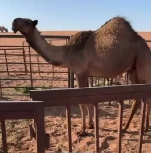 قصاب قعود وجمال وعجول