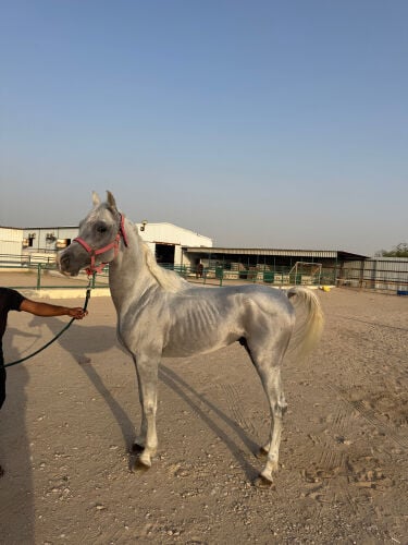 حصان عربي هادي