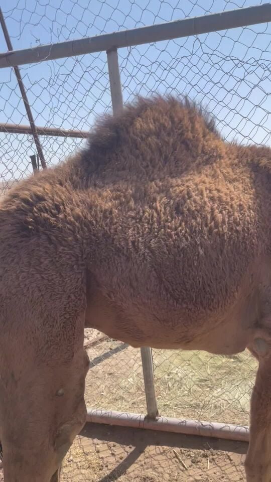 البيع مفرود