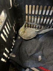 Cockatiel