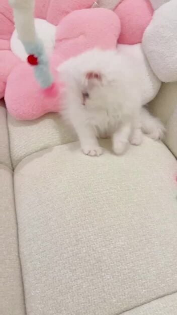 kitten cute female 2 months 