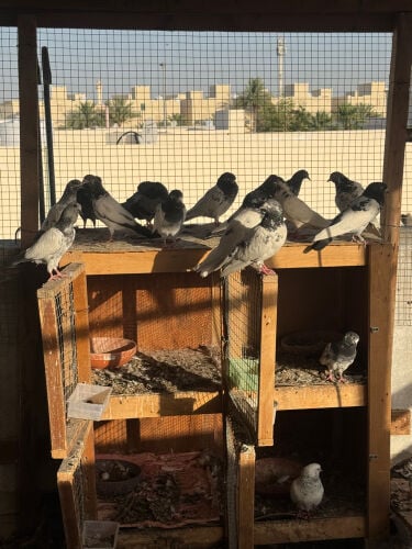 Pakistani 100% high fly pigeons