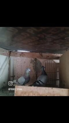 زواجل