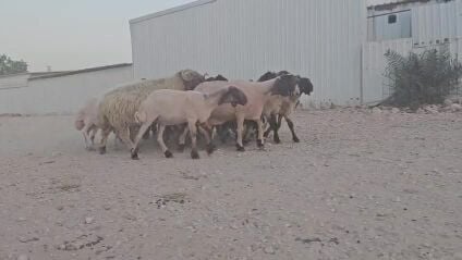 للبيع شوهات سوريات مقنوي طيبه