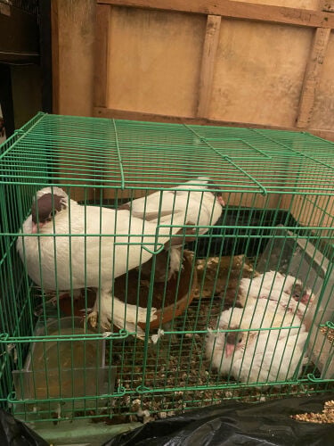حمام 