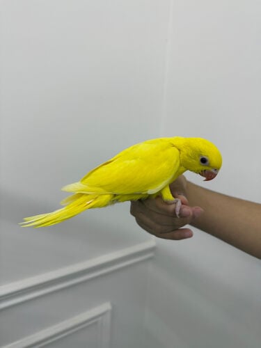 للبيع دره اصفر فرخ