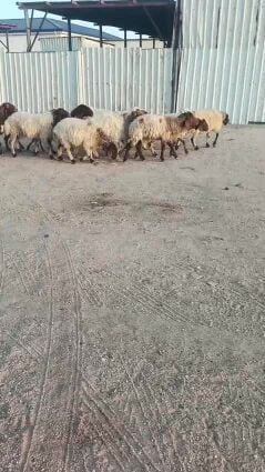 شويهات