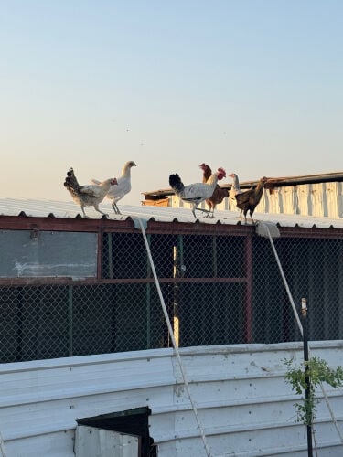 دجاج بلدي كبير 