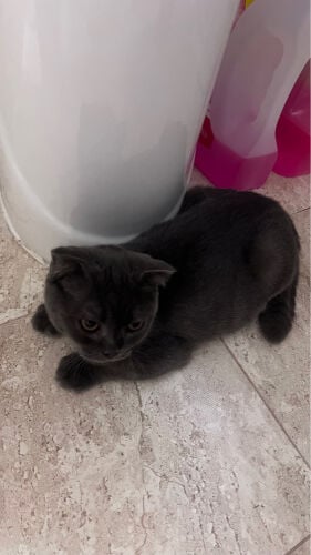 Scottish fold