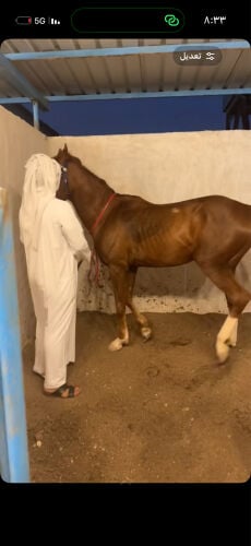 حصان فرنسي خصي راكد 