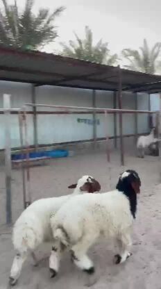 هرافى بلدية فل الفل