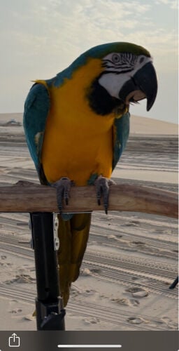 مكاو 